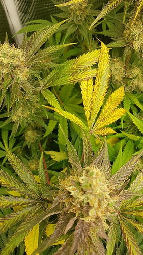 Growreport Bild 4