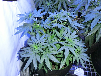 Mehrere Cannabis-Pflanzen im Wuchsstadium in einem Zelt, die Blätter sind dicht und grün, einige sind von blauem Licht beleuchtet.