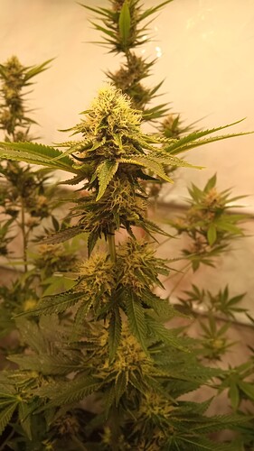 Growreport Bild 27