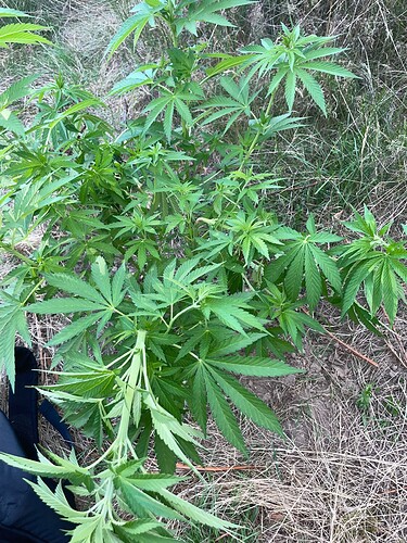 Growreport Bild 33