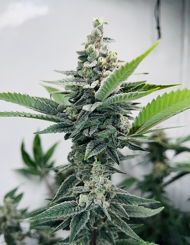 Growreport Bild 12