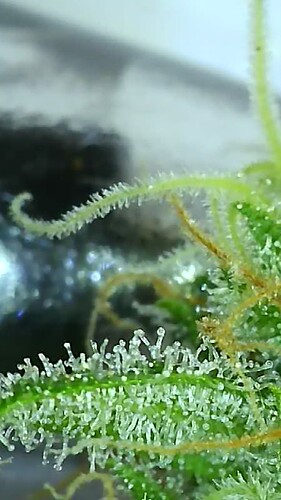 Growreport Bild 28