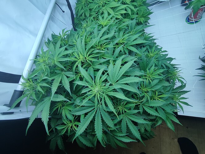 Growreport Bild 19