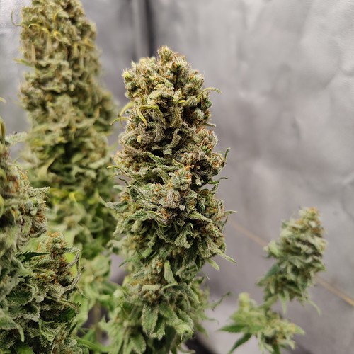 Growreport Bild 23