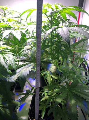 Growreport Bild 6