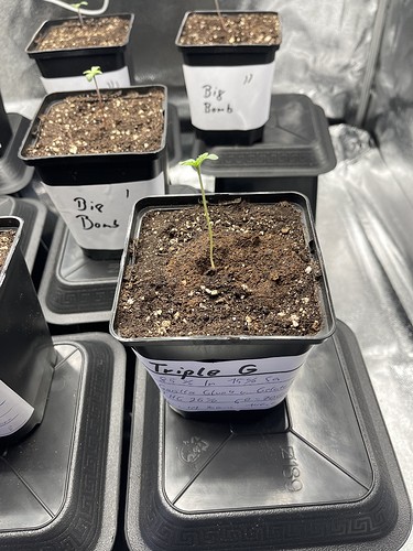 Growreport Bild 31