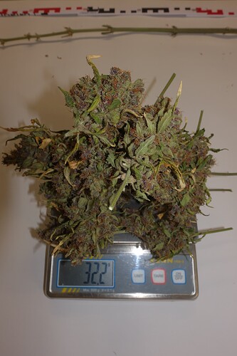 Growreport Bild 4