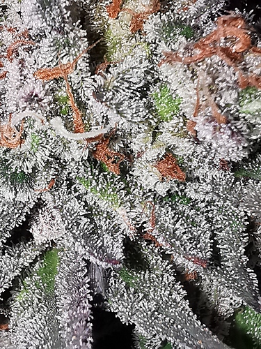 Growreport Bild 7