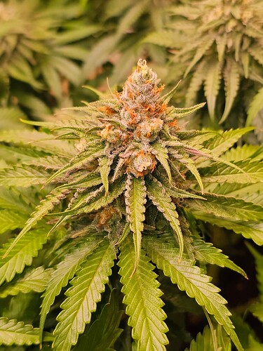 Growreport Bild 20