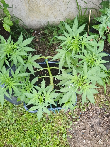 Growreport Bild 1
