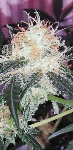 Growreport Bild 7