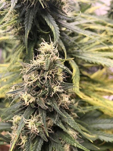 Growreport Bild 5