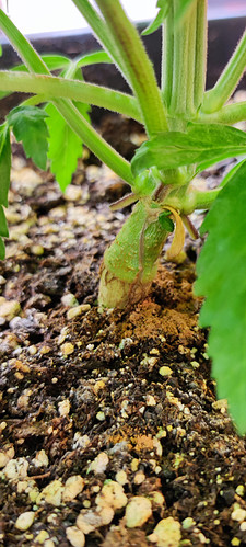 Growreport Bild 8