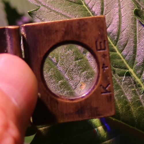 Growreport Bild 6
