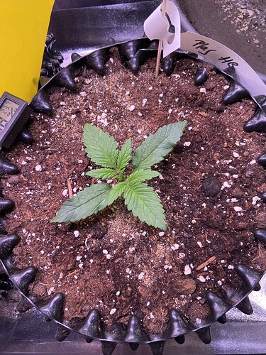 Growreport Bild 7