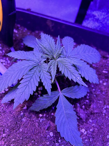 Growreport Bild 5