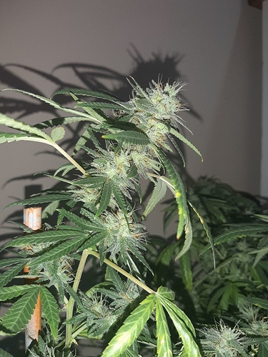 Growreport Bild 3
