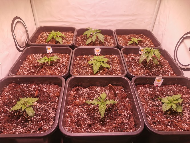 Growreport Bild 2