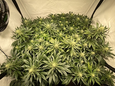 Growreport Bild 4