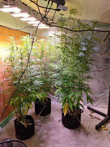 Growreport Bild 8
