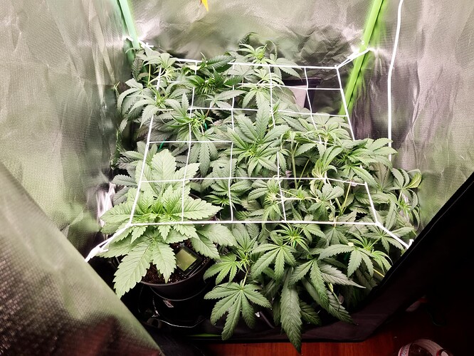 Growreport Bild 4