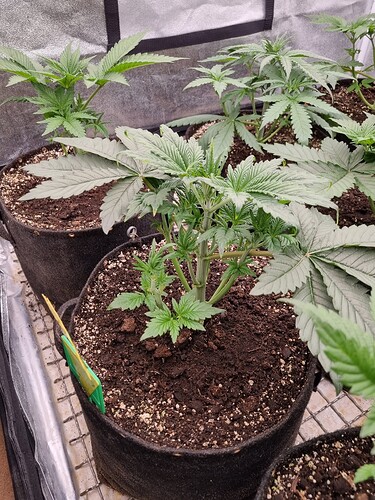 Growreport Bild 45