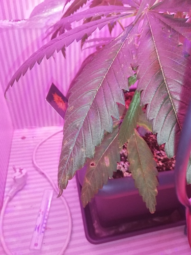 Growreport Bild 3