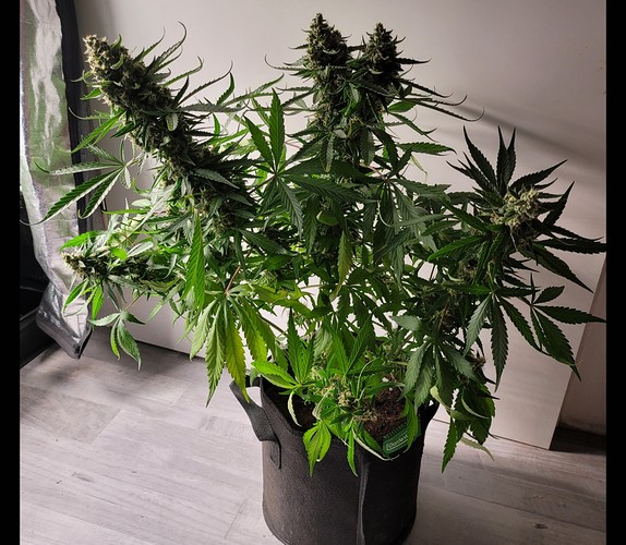 Growreport Bild 1
