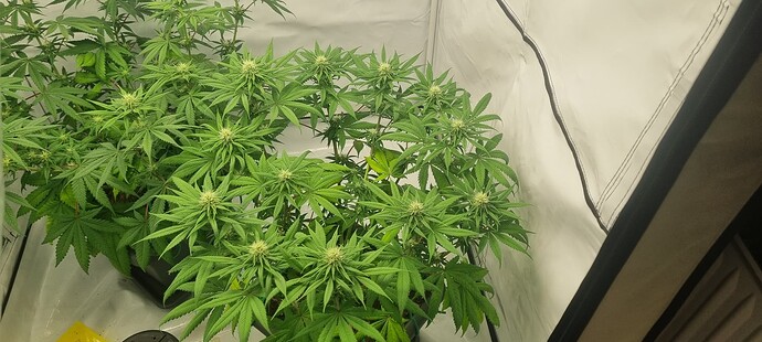 Growreport Bild 1