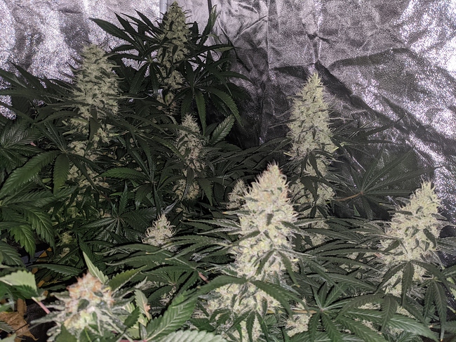 Growreport Bild 1