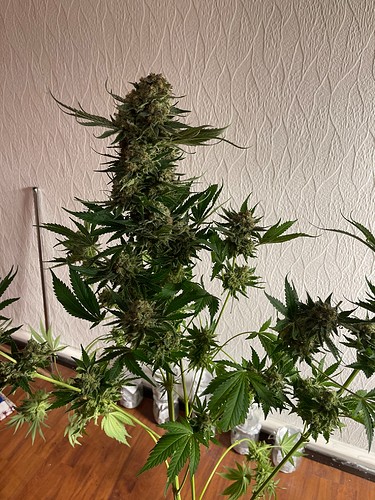 Growreport Bild 46