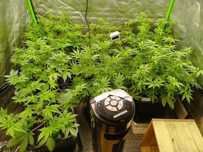 Growreport Bild 2