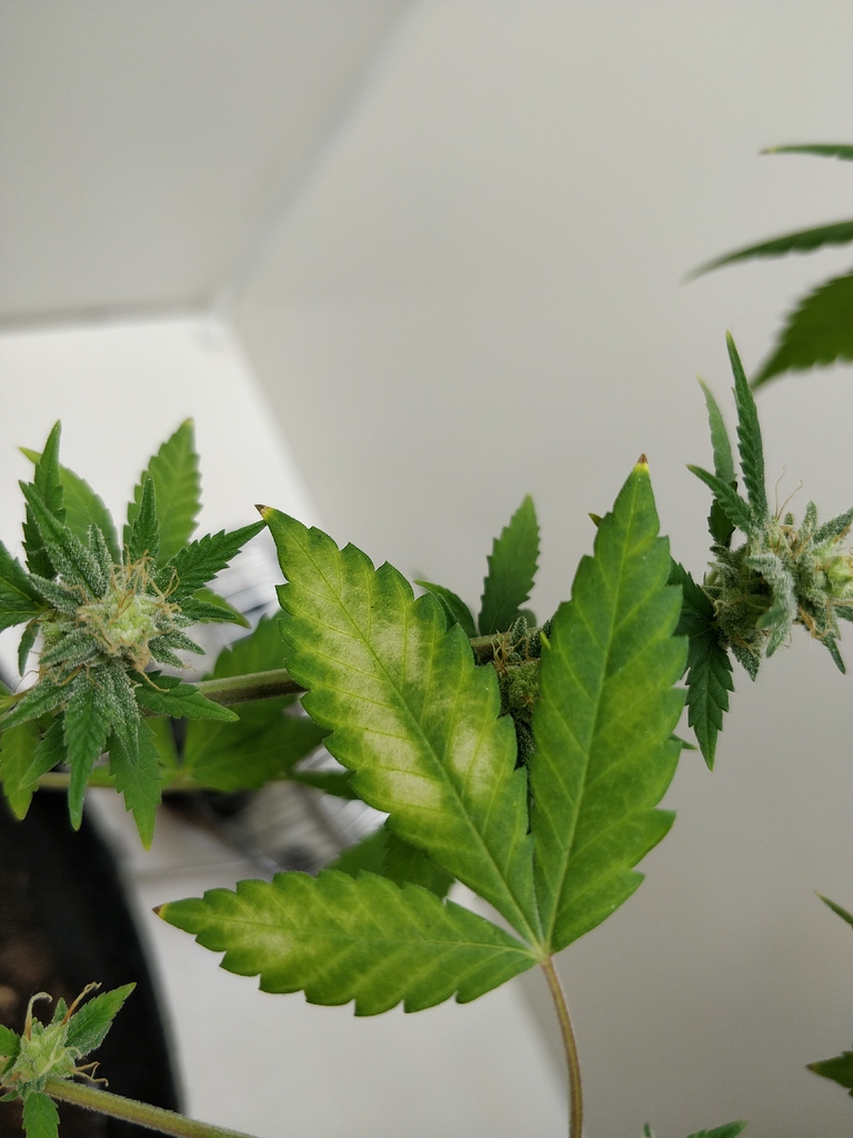Zu viel Licht oder falsch gegossen? GrowProbleme Forum