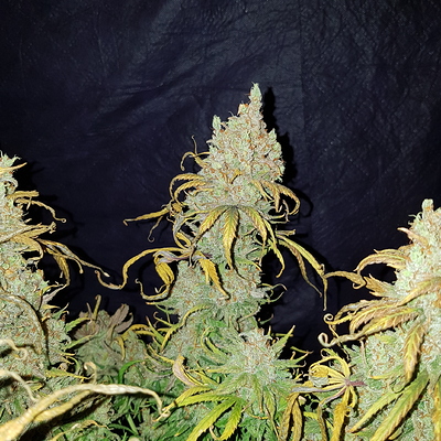 Growreport Bild 20