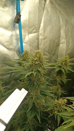 Growreport Bild 3