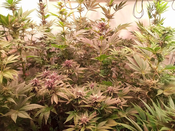 Growreport Bild 2