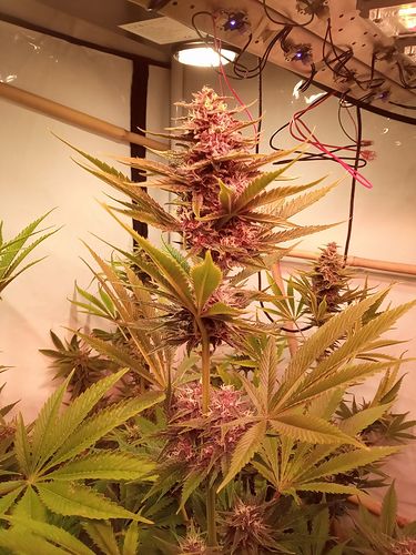 Growreport Bild 88