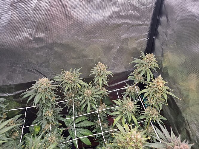 Growreport Bild 6