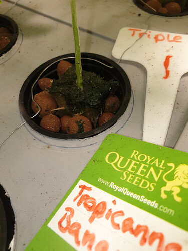 16218449027103096398425025371598