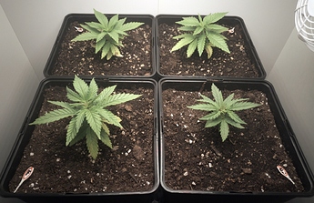 Growreport Bild 2