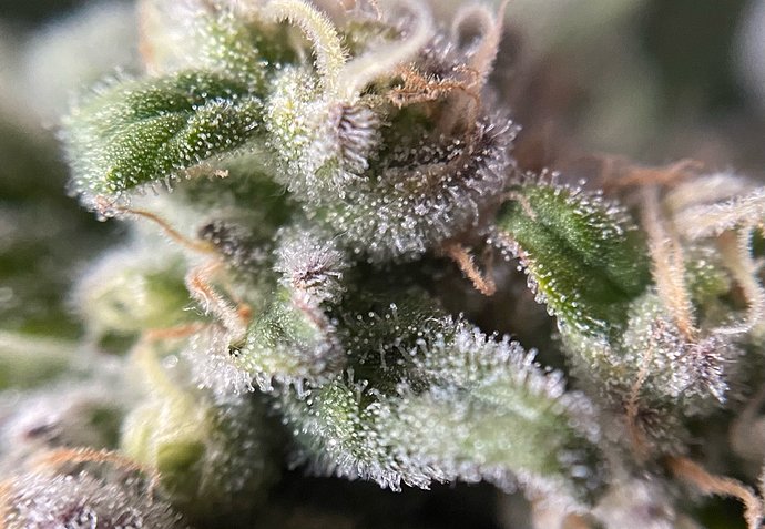 Growreport Bild 13