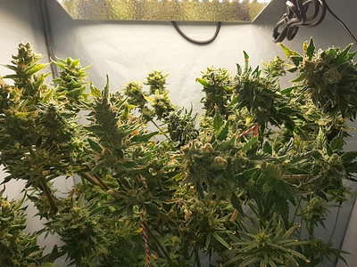 Growreport Bild 3