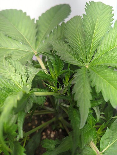 wt15_sensiskunk_nach_topping