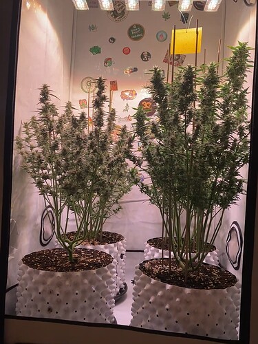 Growreport Bild 6