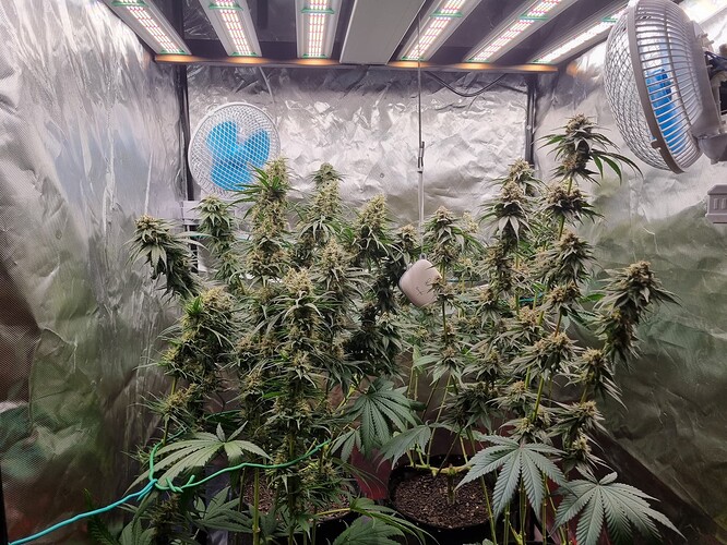 Growreport Bild 4