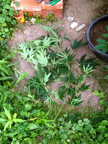 Growreport Bild 11