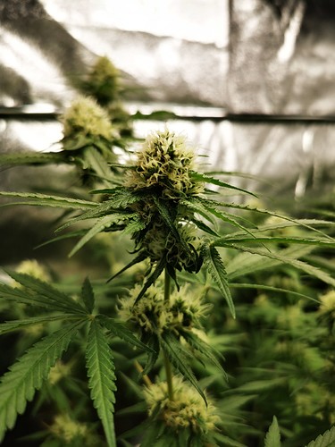 Growreport Bild 2