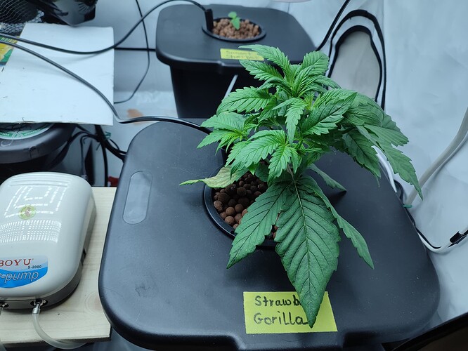 Growreport Bild 4