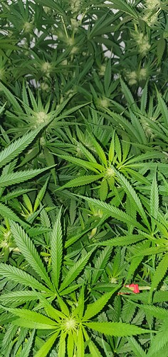 Growreport Bild 3