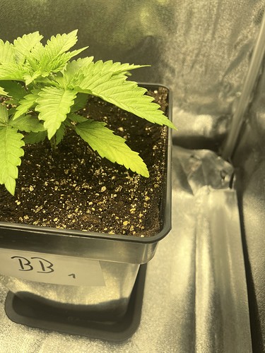 Growreport Bild 5